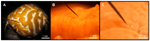 www.frontiersin.org