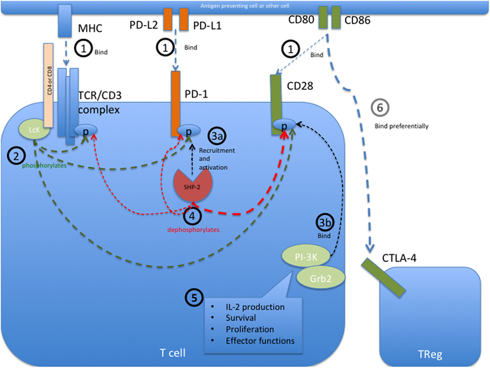 Pd1 Рецептор. Механизм действия ипилимумаба. Ген ctla4. MHC 3.