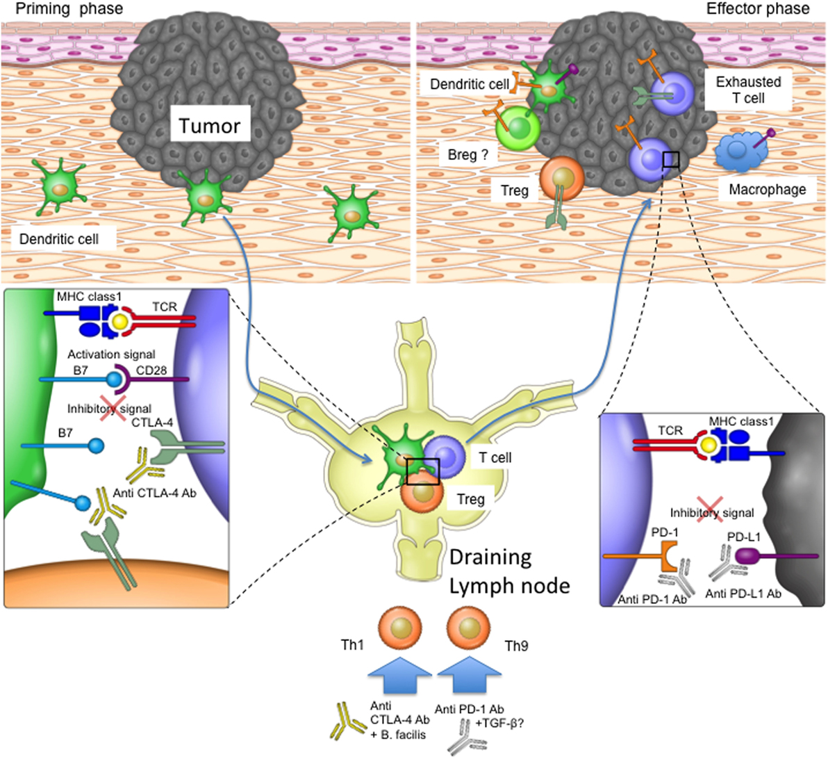 Прайминг это. Блокада CTLA-4. Анти CTLA. Anti pd1 терапия. T-Cell Protein CTLA-4.