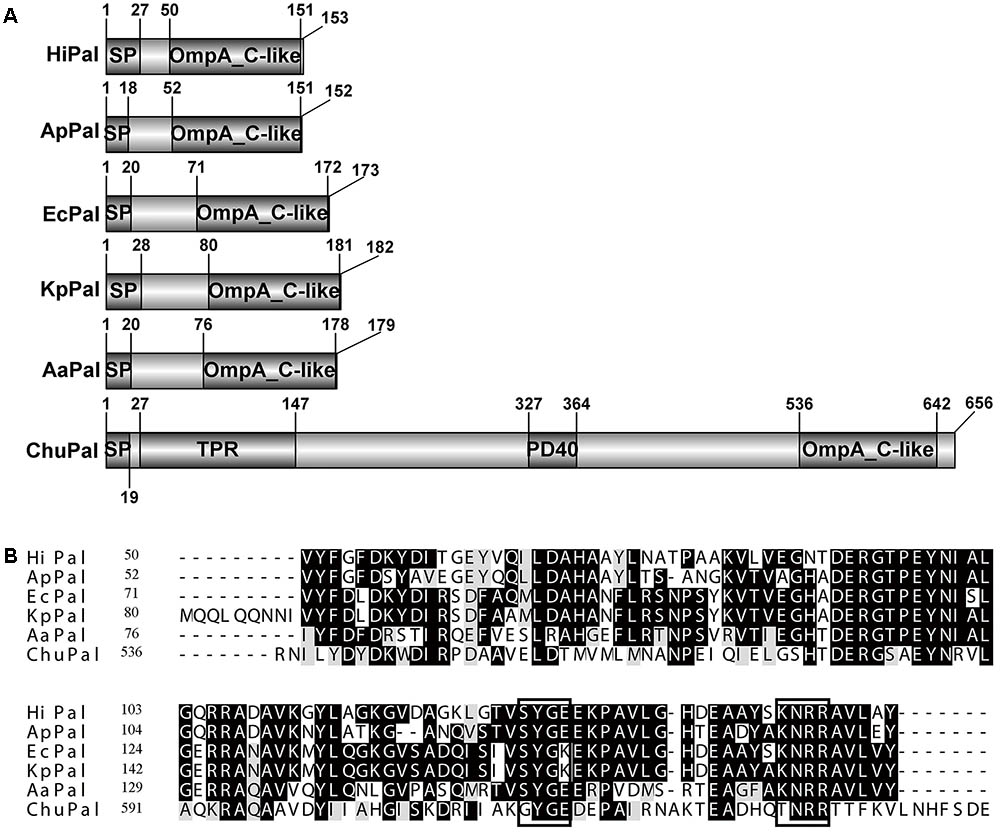 Frontiers Deletion Of A Gene Encoding A Putative Peptidoglycan Associated Lipoprotein Prevents Degradation Of The Crystalline Region Of Cellulose In Cytophaga Hutchinsonii Microbiology