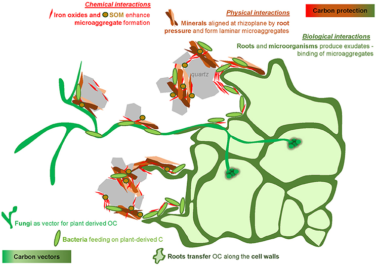 Figure 5.  Recent labeling and imaging techniques have given an amazing look into new conceptual models of root driven SOM storage.  For full figure text see Vidal et a. (2018) DOI: [10.3389/fenvs.2018.00009](https://www.frontiersin.org/articles/10.3389/fenvs.2018.00009/full)