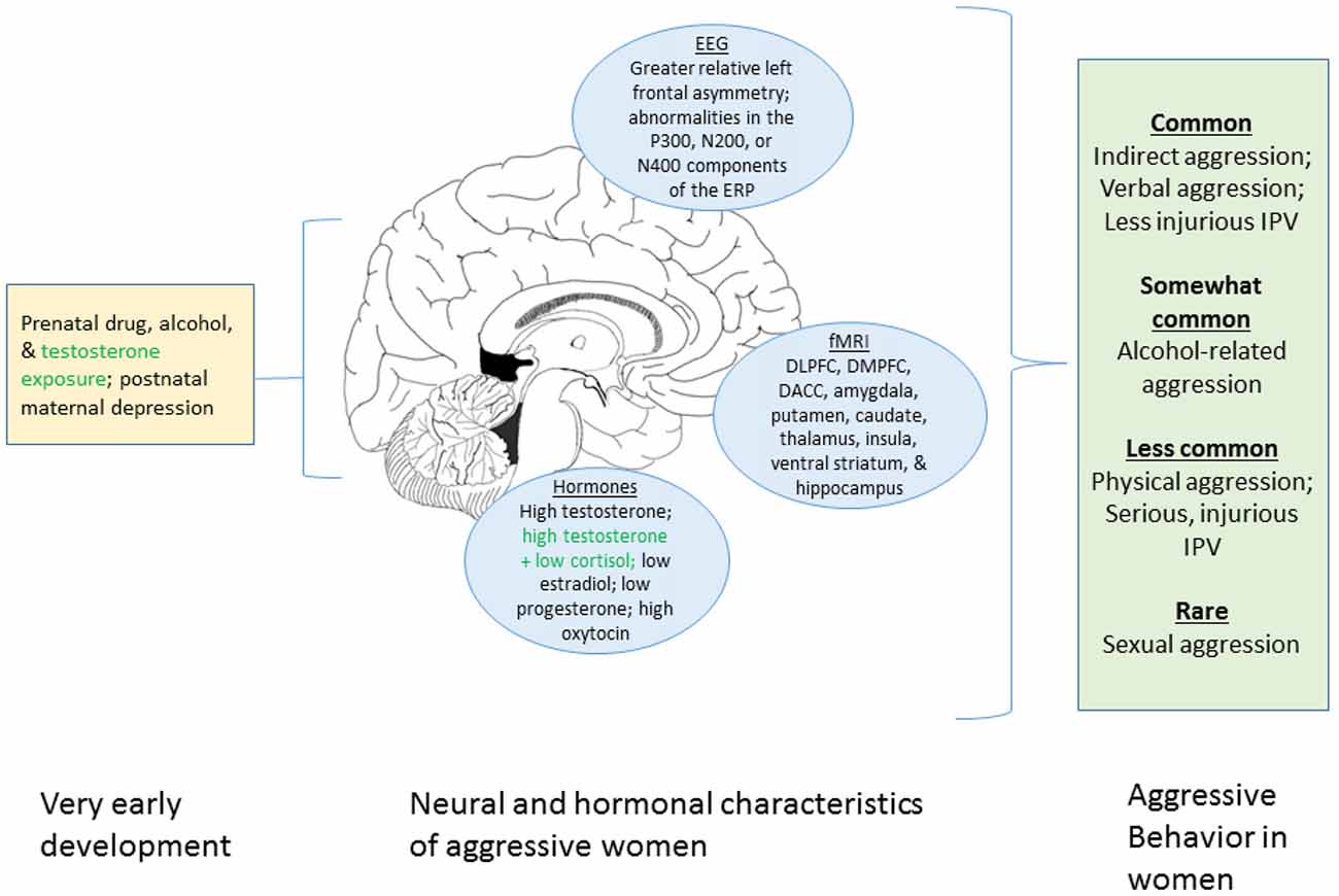 Frontiers Aggression in Women Behavior, Brain and Hormones image