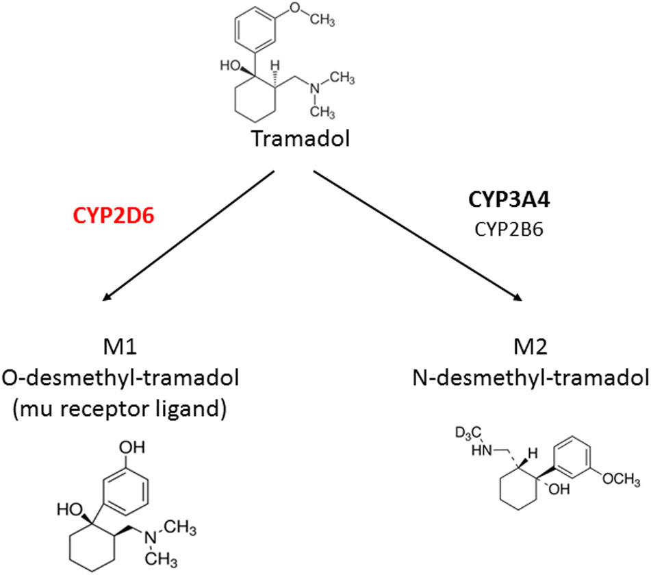 FIGURE 1. Metabolism of tramadol into its main metabolites. 