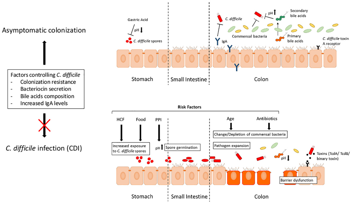 clostridium difficile toxin a és b