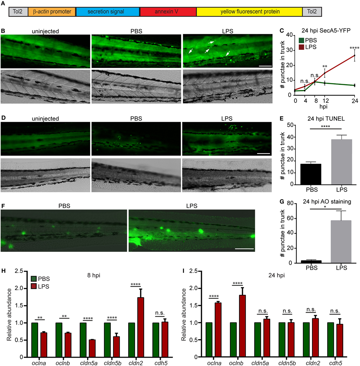 Frontiers | Development and Characterization of an Endotoxemia Model in ...