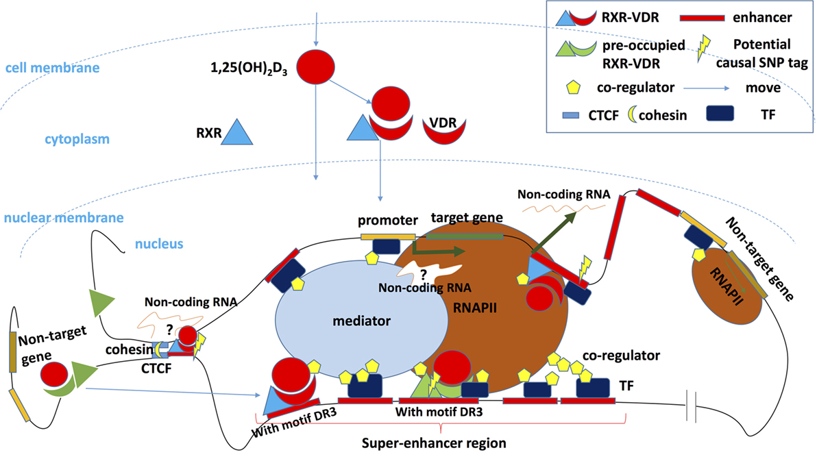 Frontiers Genomic Effects Of The Vitamin D Receptor