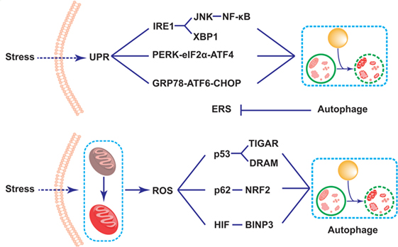 Frontiers | Impact of Paneth Cell Autophagy on Inflammatory Bowel Disease