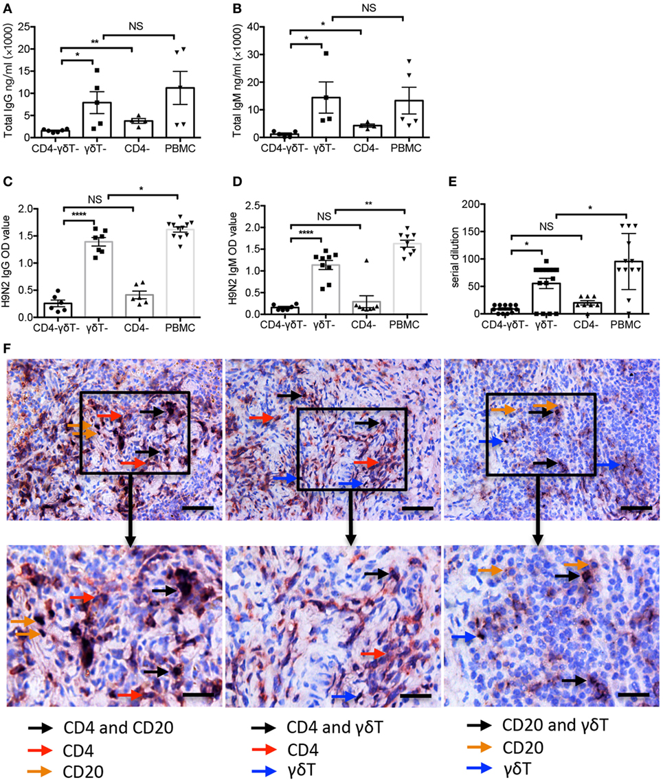 humanized mice antibody production humanized mice antibody production