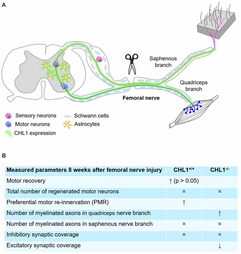 Difference Between Motor Neuron And Sensory Neuron Difference Between Motor Neuron And Sensory Neuron