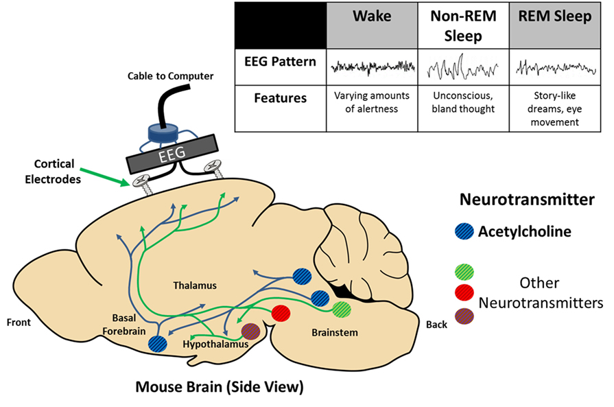 Figure 1 - Sleep can be measured using the electroencephalogram (EEG) to study an animal’s brain.