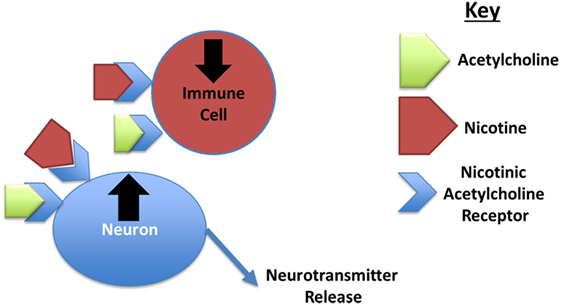 Figure 2 - Nicotine changes how immune and brain cells (neurons) behave, through binding to nicotinic acetylcholine receptors.