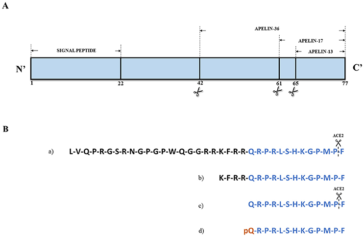 Frontiers The Role Of Apelin In Cardiovascular Diseases Obesity And Cancer Physiology