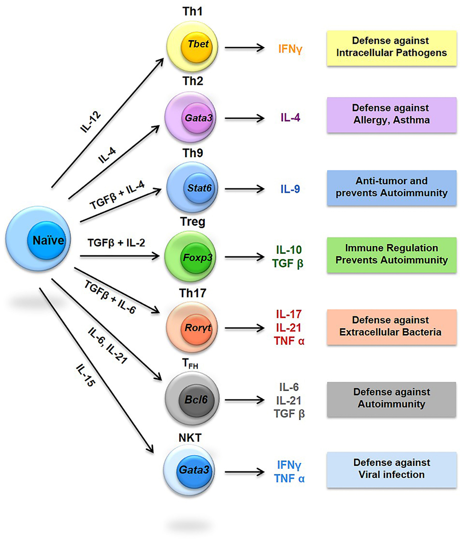 Frontiers | Immunoporosis: Immunology of Osteoporosis\u2014Role of T Cells