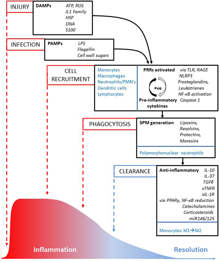 The physiological and pathological effects of cytokines