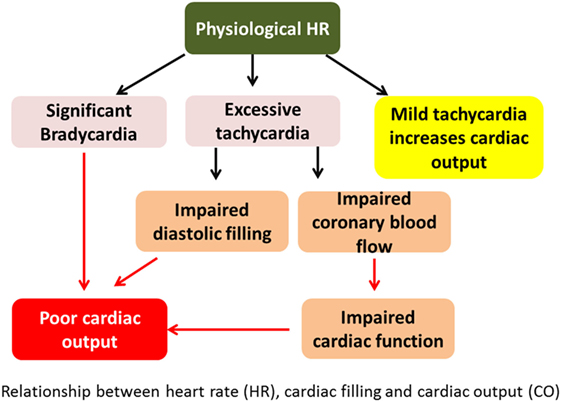 Frontiers  Hemodynamic and Metabolic Assessment of Neonates With