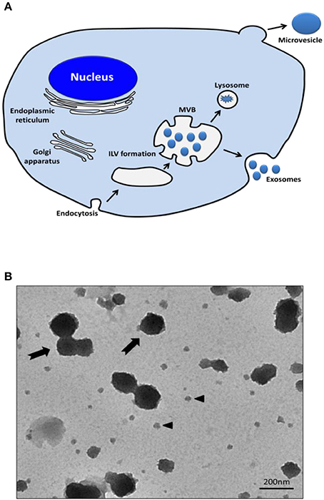 In Vivo Real-Time Imaging of Extracellular Vesicles in Liver Regeneration  via Aggregation-Induced Emission Luminogens