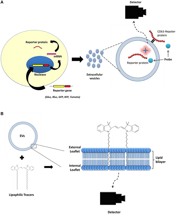 Label-free approaches for extracellular vesicle detection - ScienceDirect