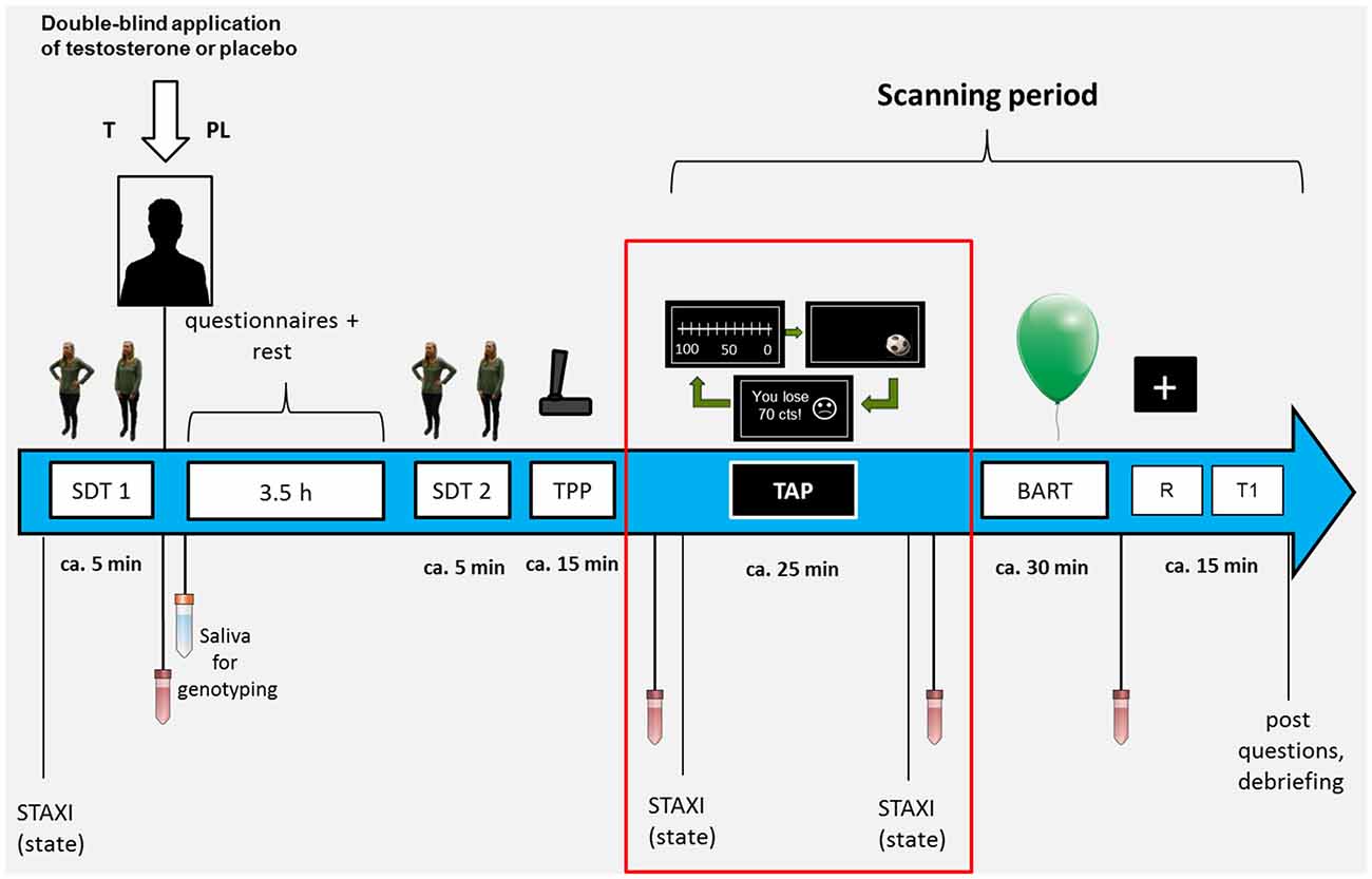 Disciplinære Ved lov Alt det bedste Frontiers | Exogenous Testosterone Enhances the Reactivity to Social  Provocation in Males | Behavioral Neuroscience