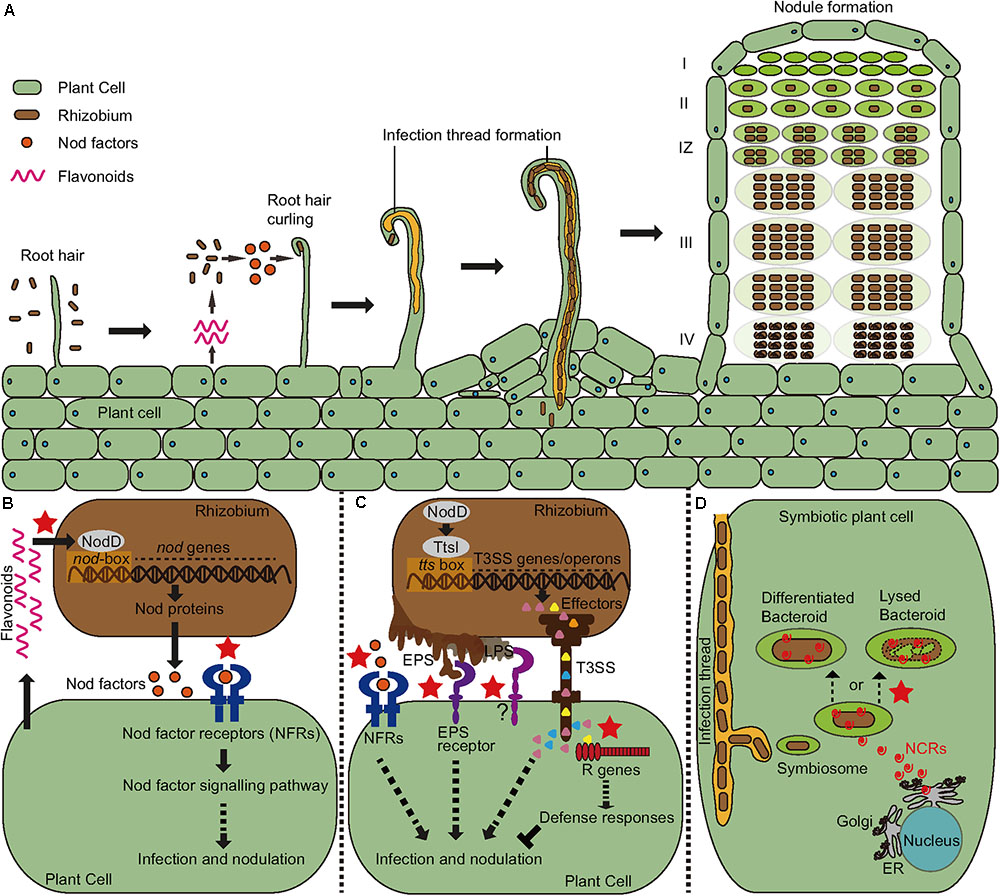 Rhizobium Bacteria Diagram