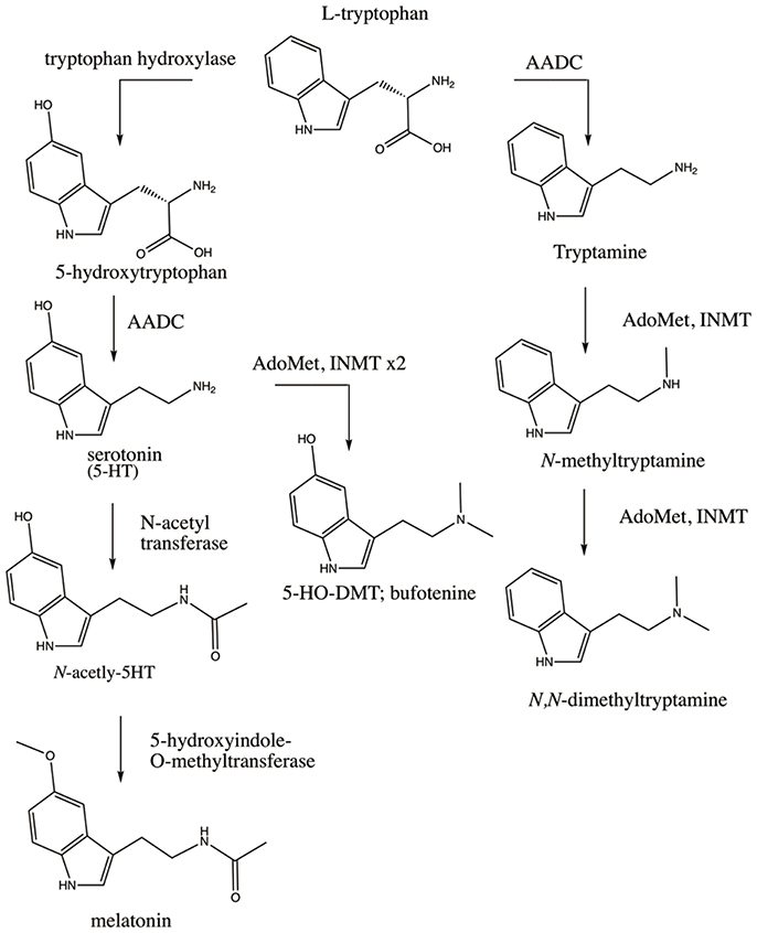 Frontiers Indolethylamine-N-methyltransferase Polymorphisms Genetic and Biochemical Approaches for Study of Endogenous N,N,-dimethyltryptamine wife 686x846 Adult Pic Hq Frontiers Indolethylamine-N-methyltransferase Polymorphisms Genetic and Biochemical Approaches for Study of Endogenous N,N,-dimethyltryptamine