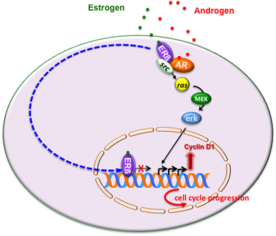 Stem prostata prospect