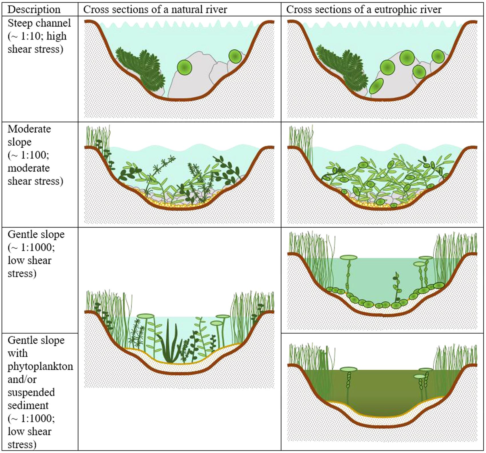 Frontiers Responses of Aquatic  Plants  to Eutrophication 