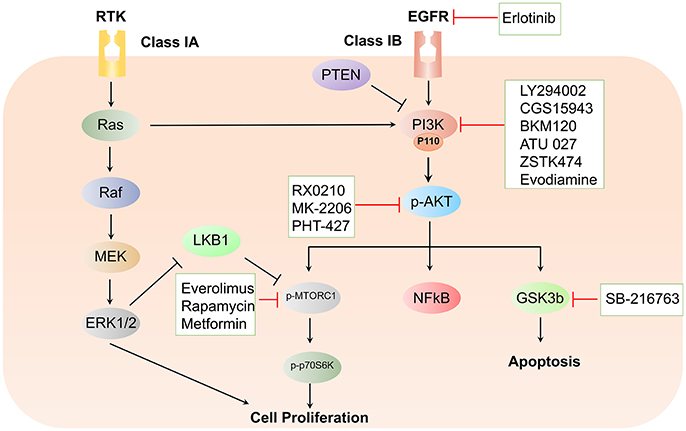 Frontiers | Phosphoinositide 3-Kinase Signaling Pathway in Pancreatic  Ductal Adenocarcinoma Progression, Pathogenesis, and Therapeutics