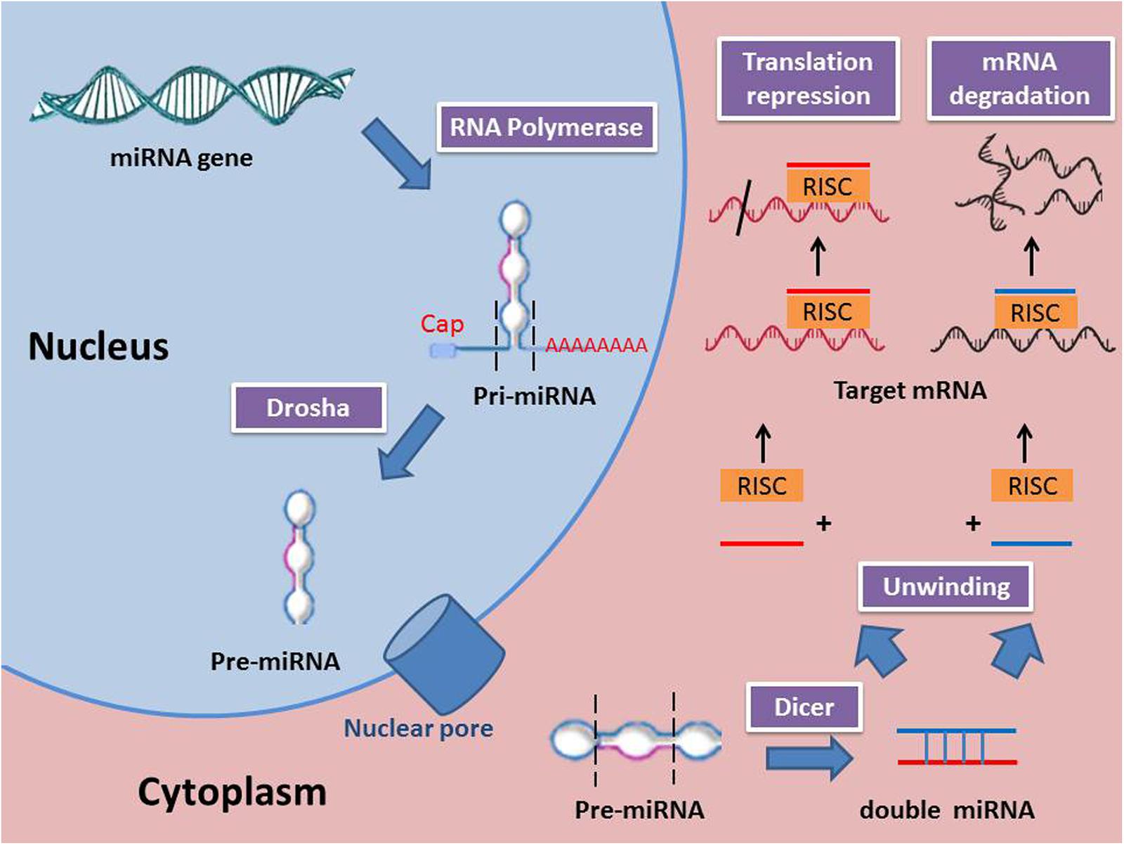 Frontiers Role Of Microrna In Proliferation Phase Of Wound Healing Genetics