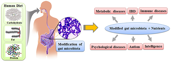 Gut Microbiota as a Missing Link Between Nutrients and Traits of Human | Microbiology