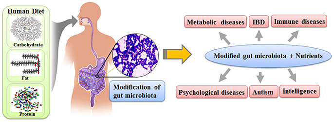 Gut health and nutrient absorption