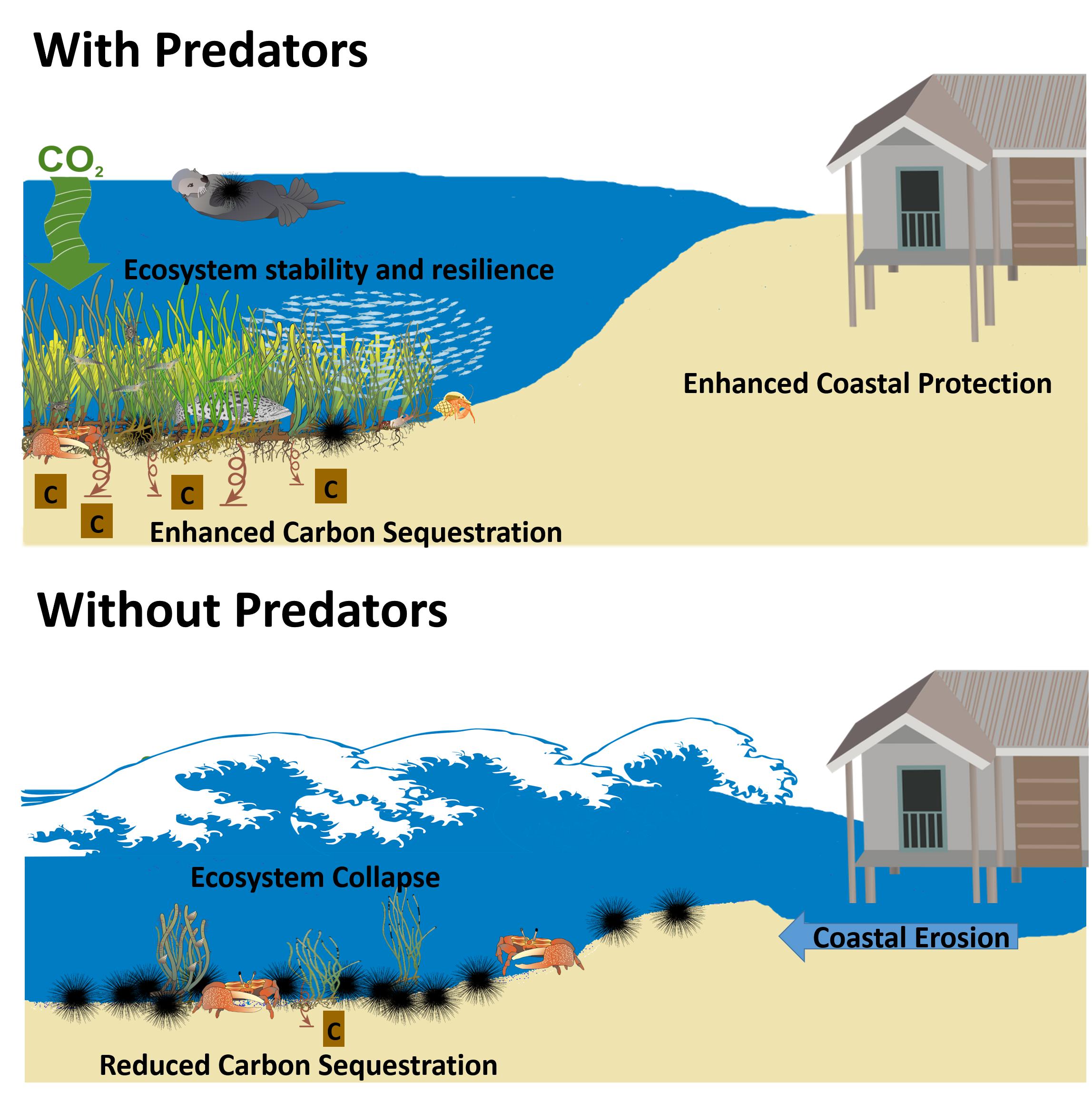 Frontiers Piscine predation rates vary relative to habitat, but not protected status, in an island chain with an established marine reserve