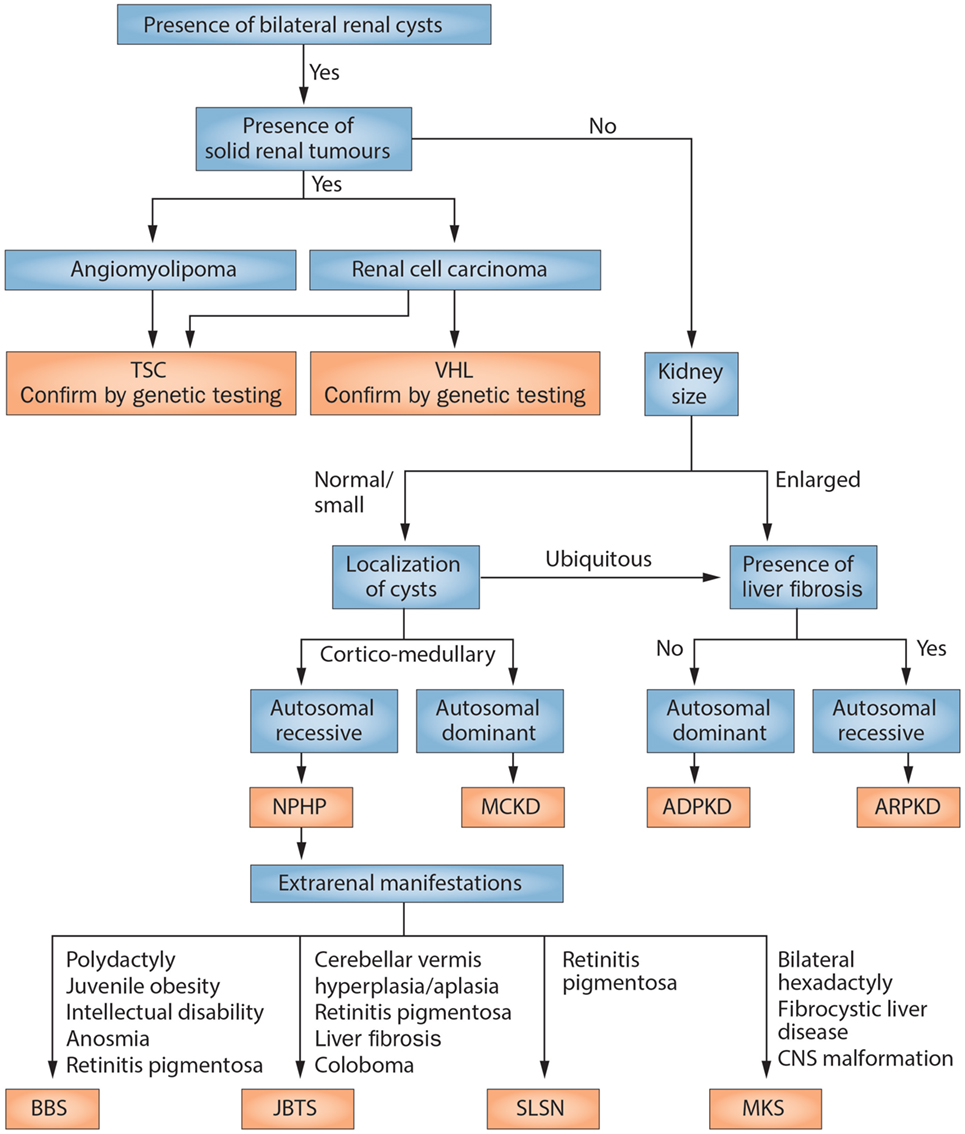 Kidney Cyst Size Chart