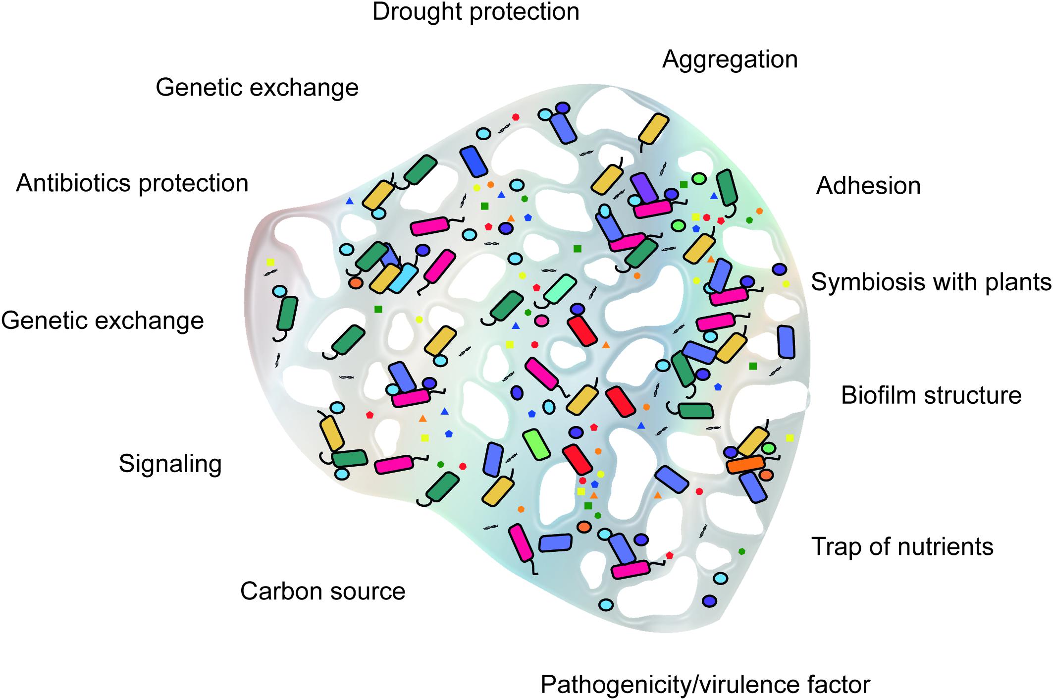 Frontiers Microbial Extracellular Polymeric Substances 53 OFF