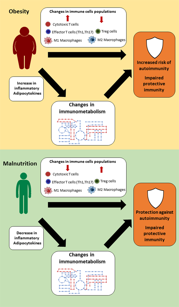 Protein intake and immune function