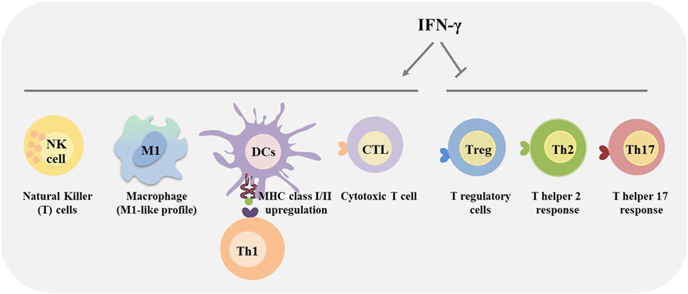 Cell effect. IFN гамма. IFN иммунология. Антагонисты IFN гамма. IFN Gamma и TFN гамма совместное действие.