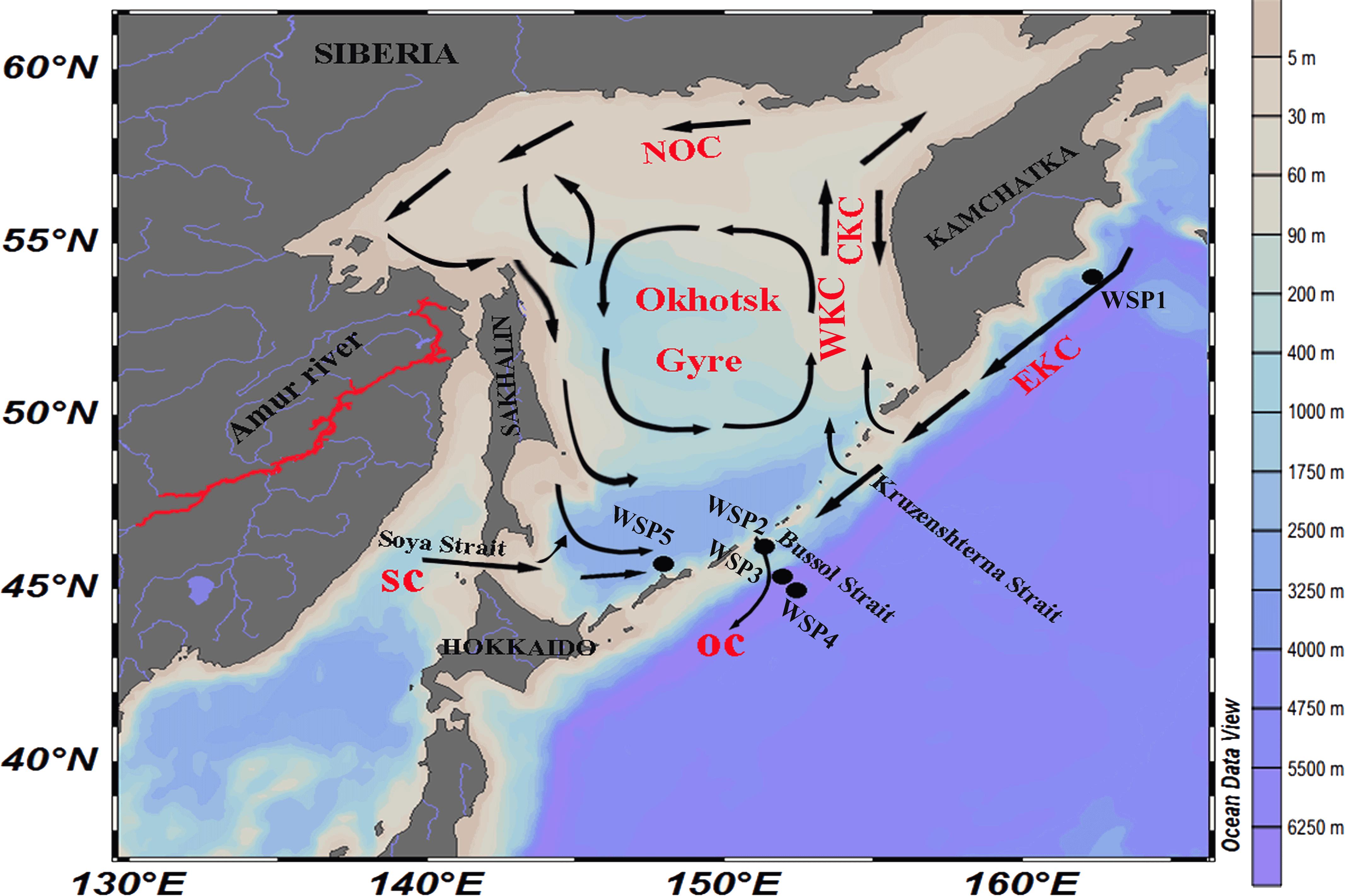 Frontiers Metagenomic Insights Into The Microbial Community And Nutrient Cycling In The Western Subarctic Pacific Ocean Microbiology