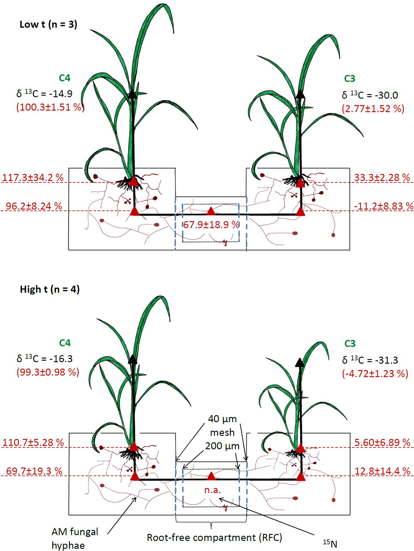 Great White Mycorrhizae Feeding Chart