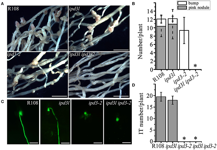 Frontiers Ipd3 And Ipd3l Function Redundantly In Rhizobial