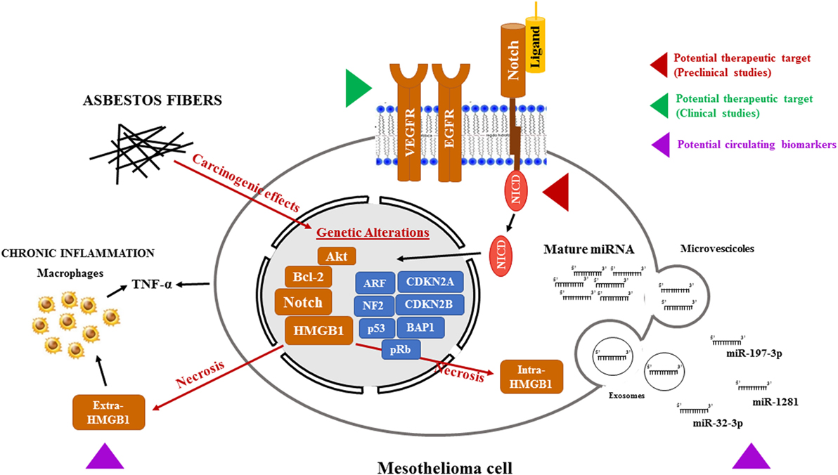 Patient-derived malignant pleural mesothelioma cell cultures: a tool to  advance biomarker-driven treatments - Thorax