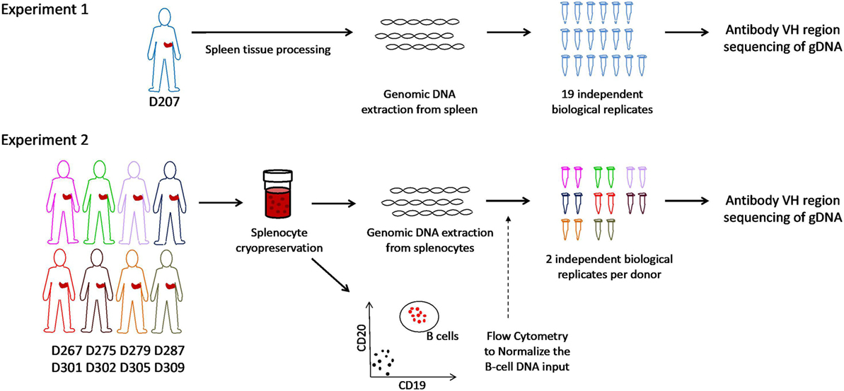 Immunoglobulin Heavy Chain Gene Size. DNA Extraction from Spleen. Ig Heavy Chain Gene rearrangement. Immunoglobulin and immune Sera, monoclonal antibodies obtained by genetic Engineering;. Клон антитела