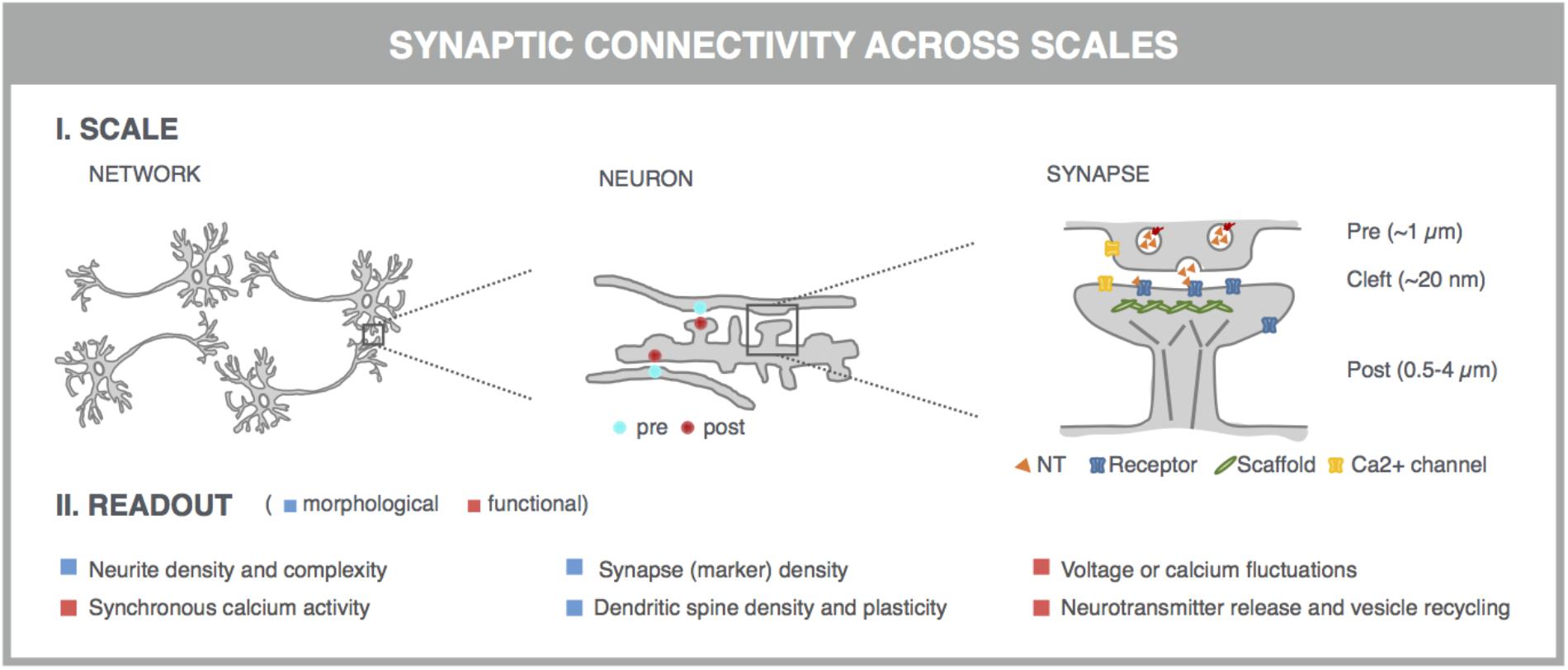 Frontiers Image Based Profiling of Synaptic Connectivity in. 