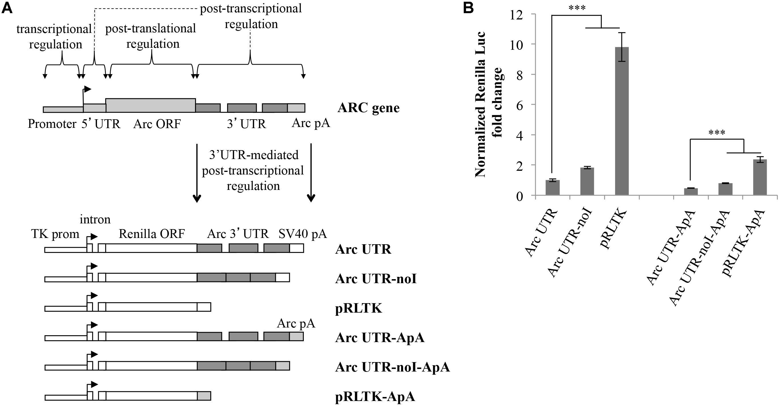 Transcriptional control of aspartate kinase expression during