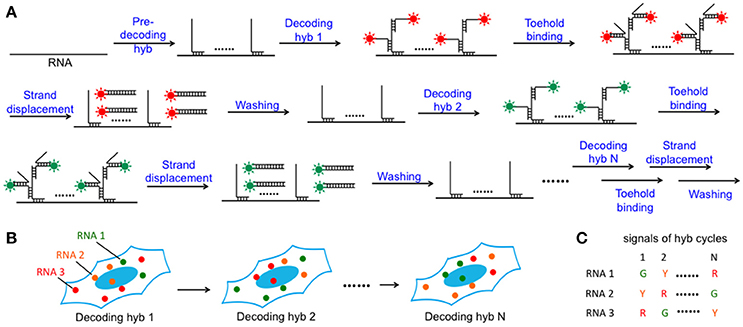 In situ hybridization analysis of mRNAs for Egam1c and the Prl gene