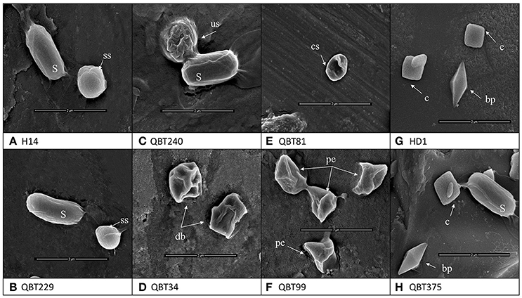 Frontiers  Diversity of Bacillus thuringiensis Strains From Qatar as Shown  by Crystal Morphology, δ-Endotoxins and Cry Gene Content