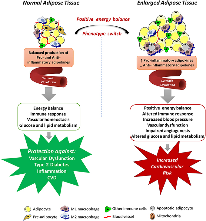 Frontiers  Deleterious Effects of Epicardial Adipose Tissue