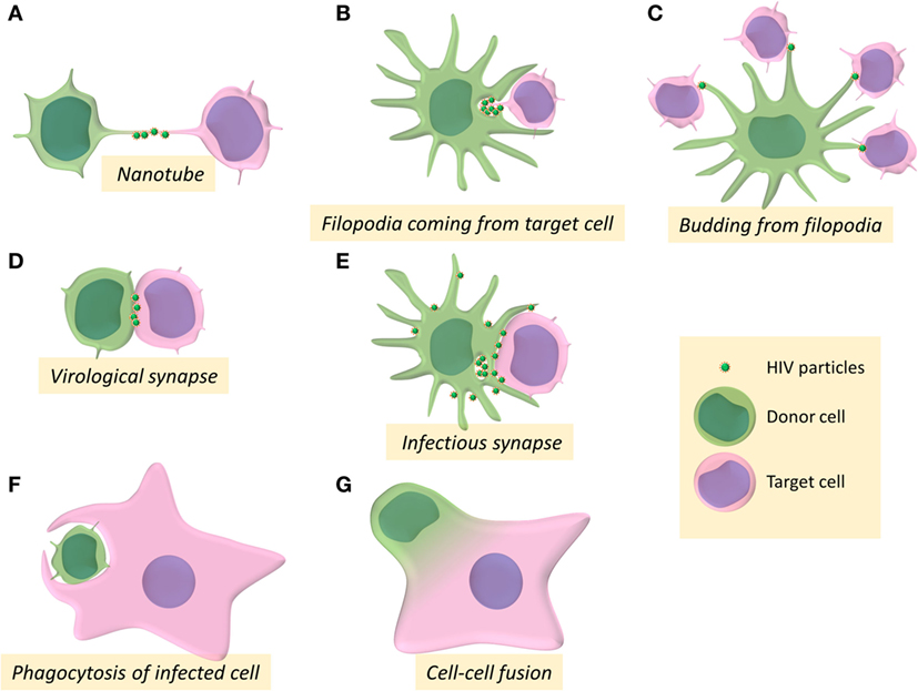 Defining total-body AIDS-virus burden with implications for