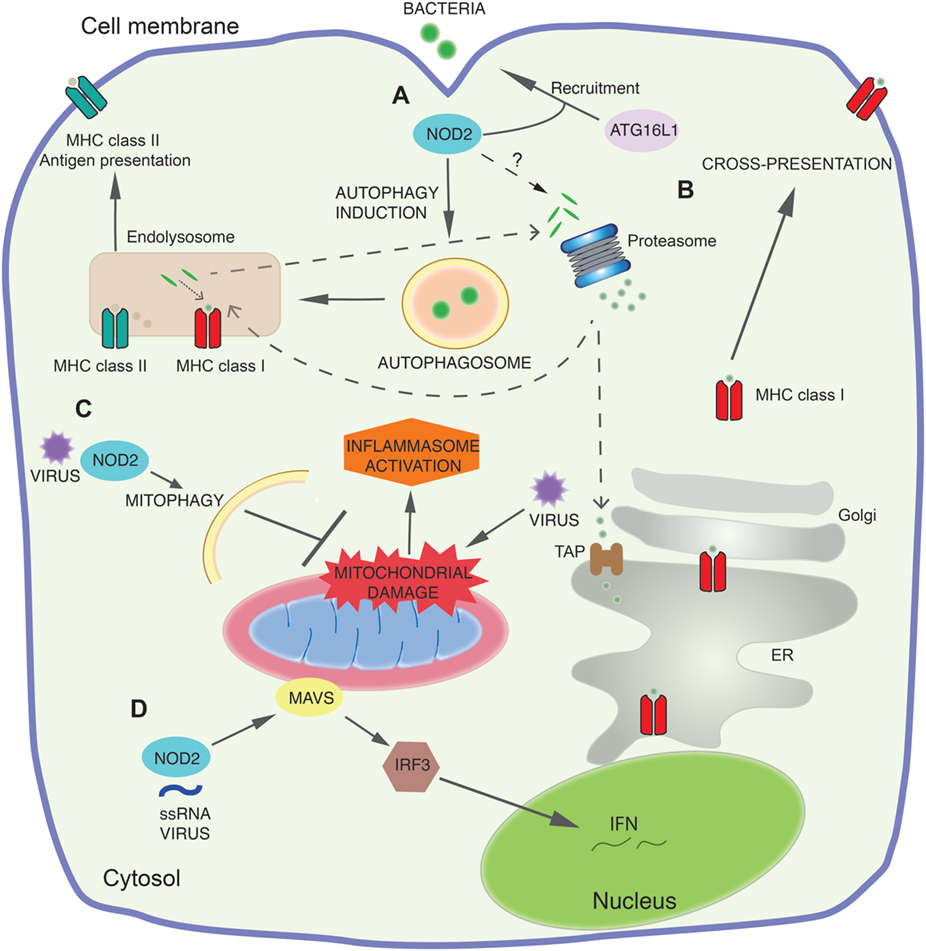 Full article: Interactions of Autophagy and the Immune System in Health and  Diseases