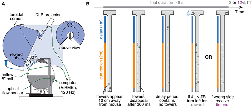 Dynamics of Visual Perceptual Decision-Making in Freely Behaving