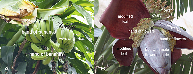Figure 1 - (A) Clusters of banana fruits arranged in groups called hands.
