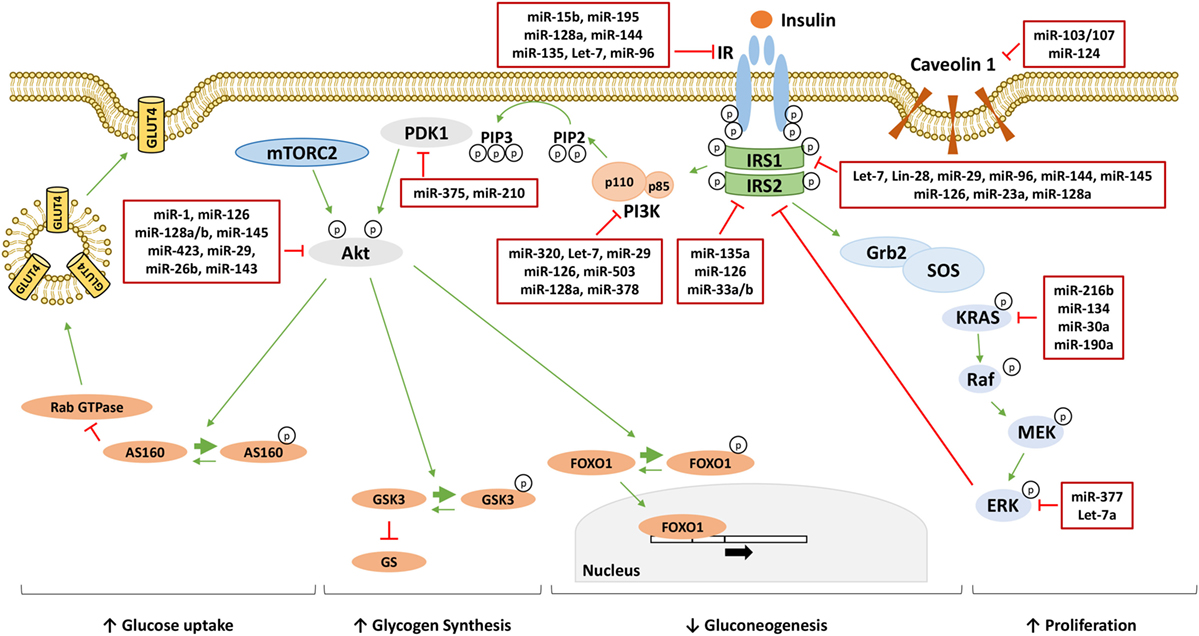 Frontiers | The Destiny of Glucose from a MicroRNA Perspective 